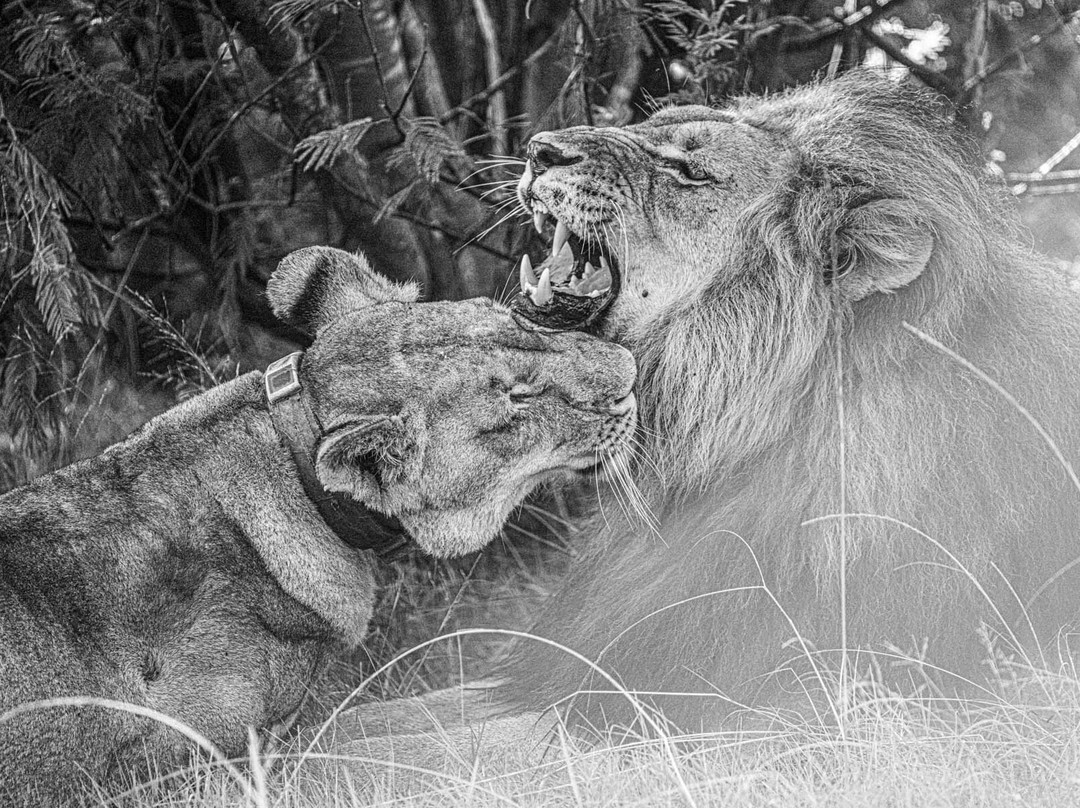 波特利斯科普私人猎区酒店主图