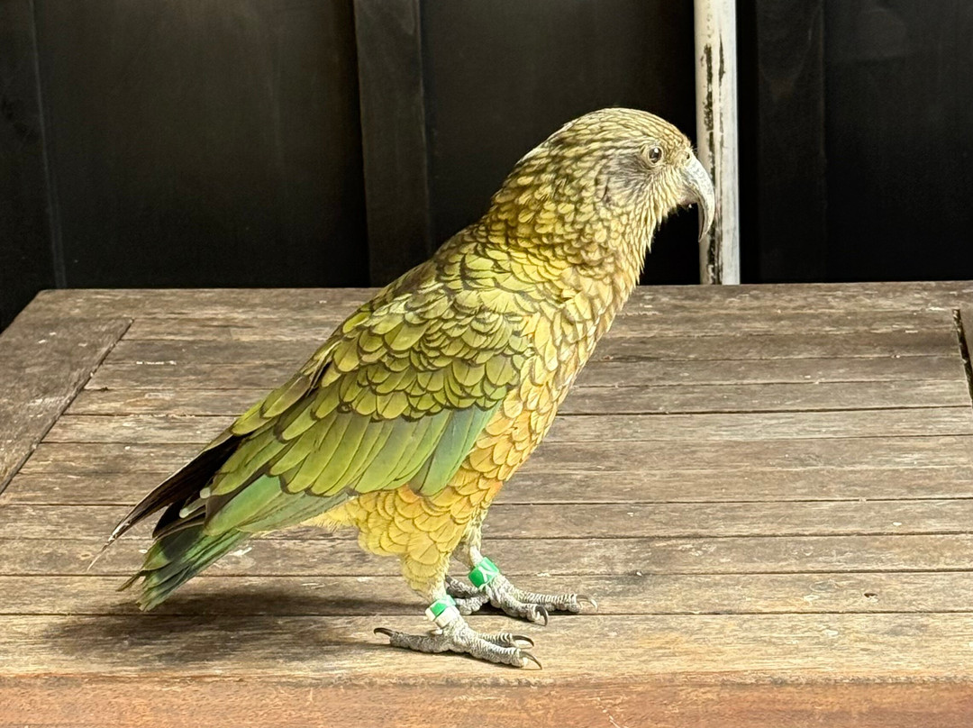 ZigZag Tours NZ-新普利默斯必去景点