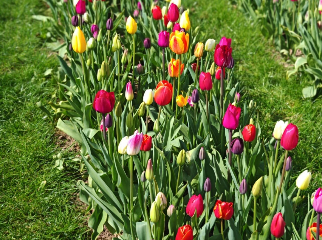 Tulleys Tulip Garden - Warwickshire-沃里克必去景点