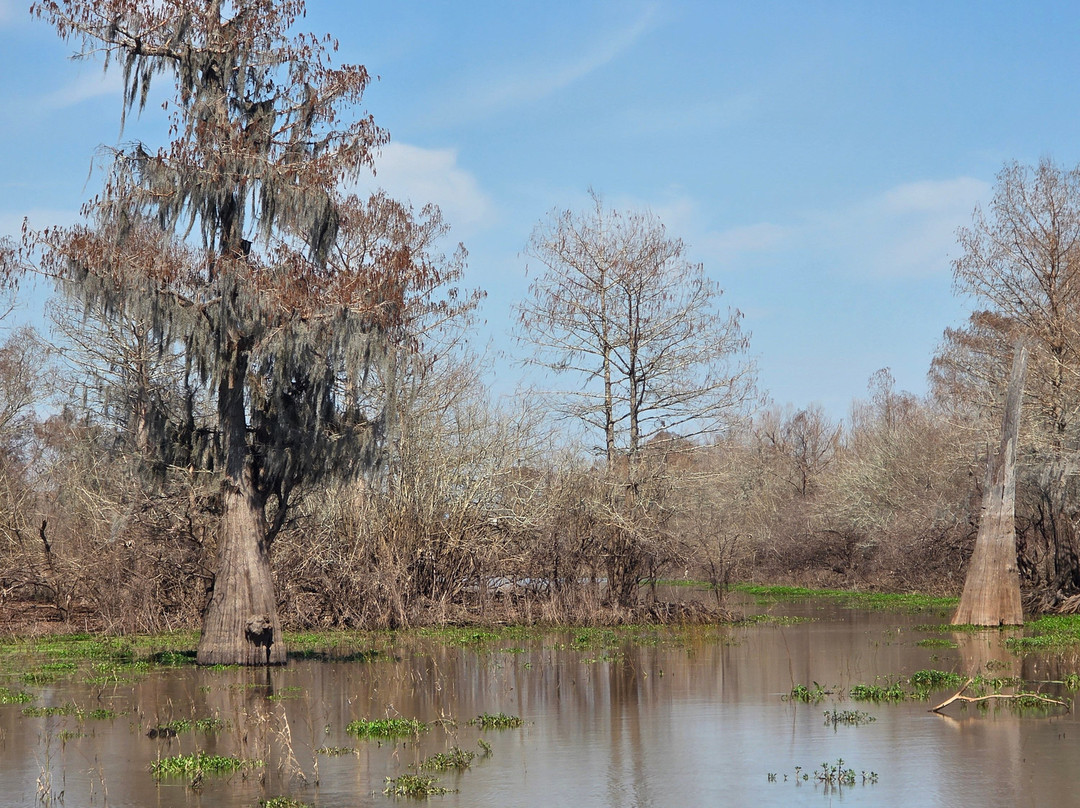 Atchafalaya Basin Landing & Airboat Swamp Tours-布里奥克斯桥必去景点