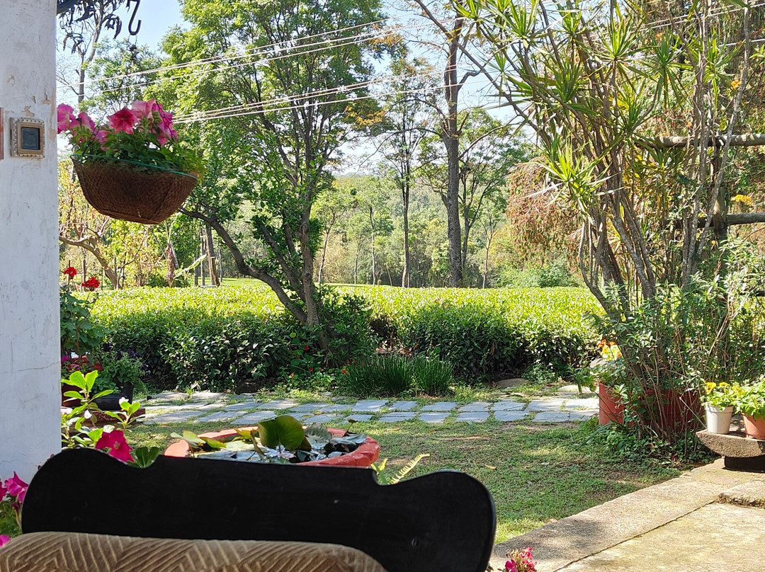 Darang Tea Estate主图