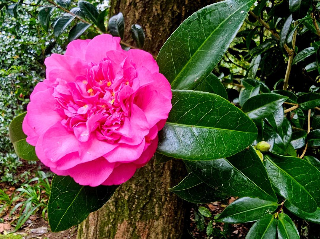 Parque Terra Nostra-富尔纳斯必去景点
