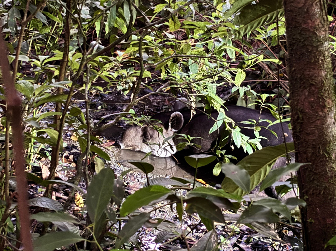 Rainforest Chronicles-希门尼斯港必去景点