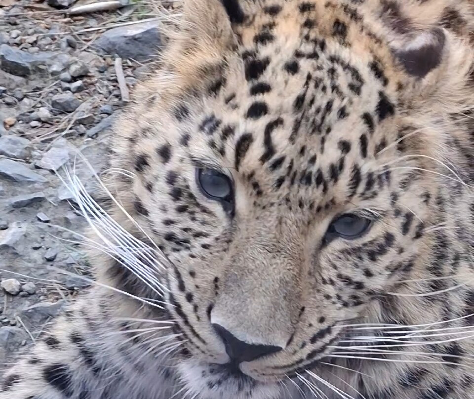 EcoZonia - Parc Animalier-Cases de Pene必去景点