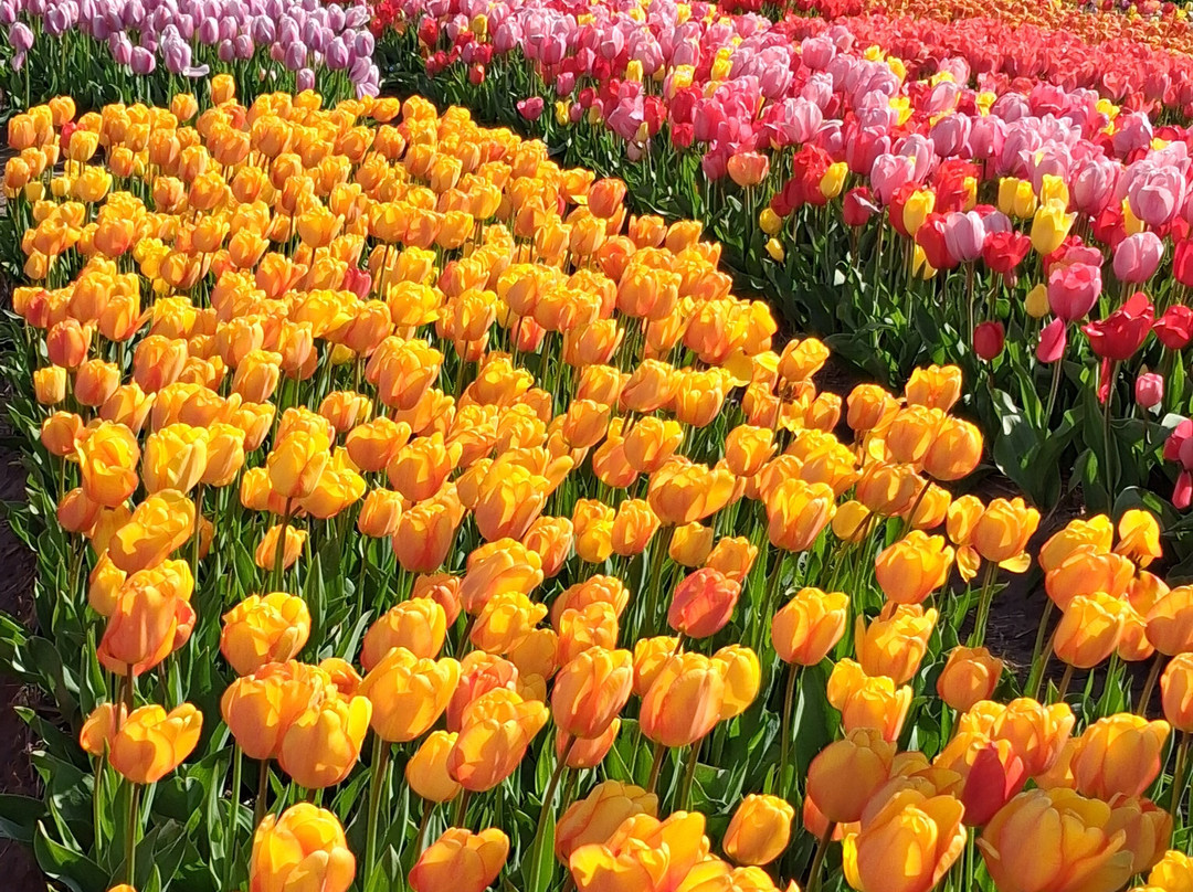 Tulip Experience Amsterdam-诺德韦克豪特必去景点