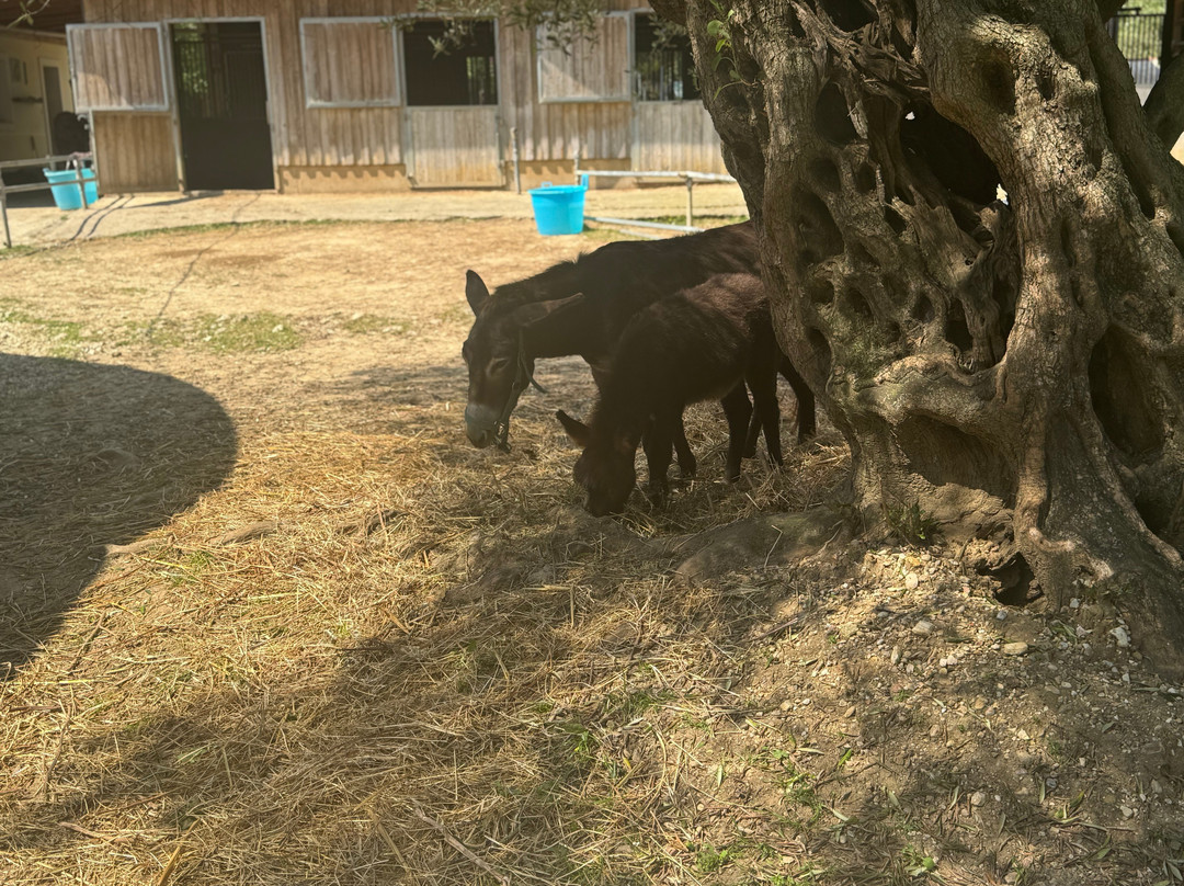 Corfu Donkey Rescue-Paleokastritsa必去景点