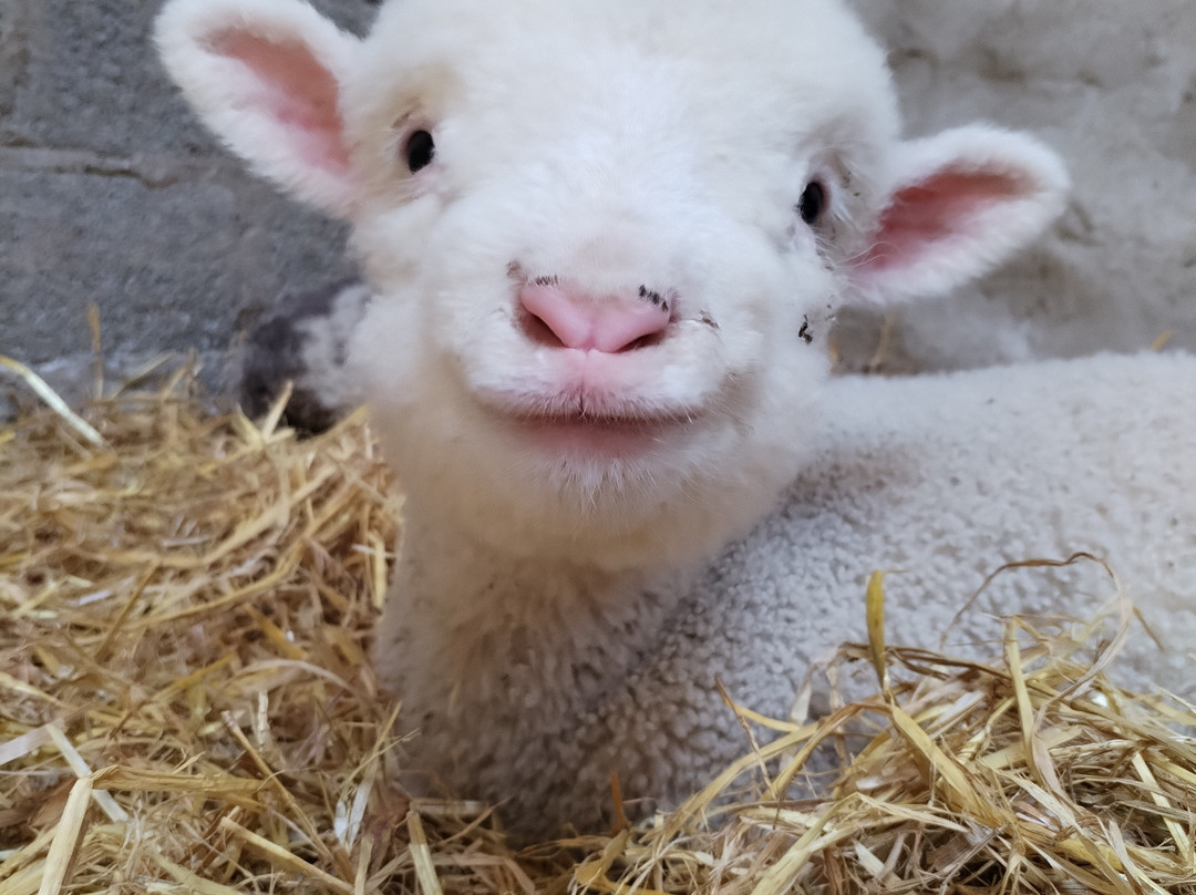 Hold A Baby Lamb-Glanfahan必去景点
