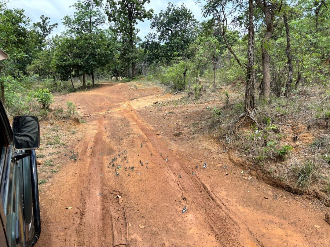Wild Earth Safari-Chandrapur必去景点