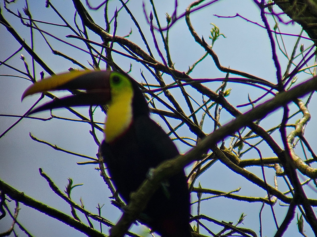 Birding and Nature tours in Carara-Tarcoles必去景点