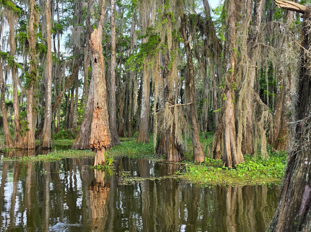 Louisiana Swamp Tours-布里奥克斯桥必去景点