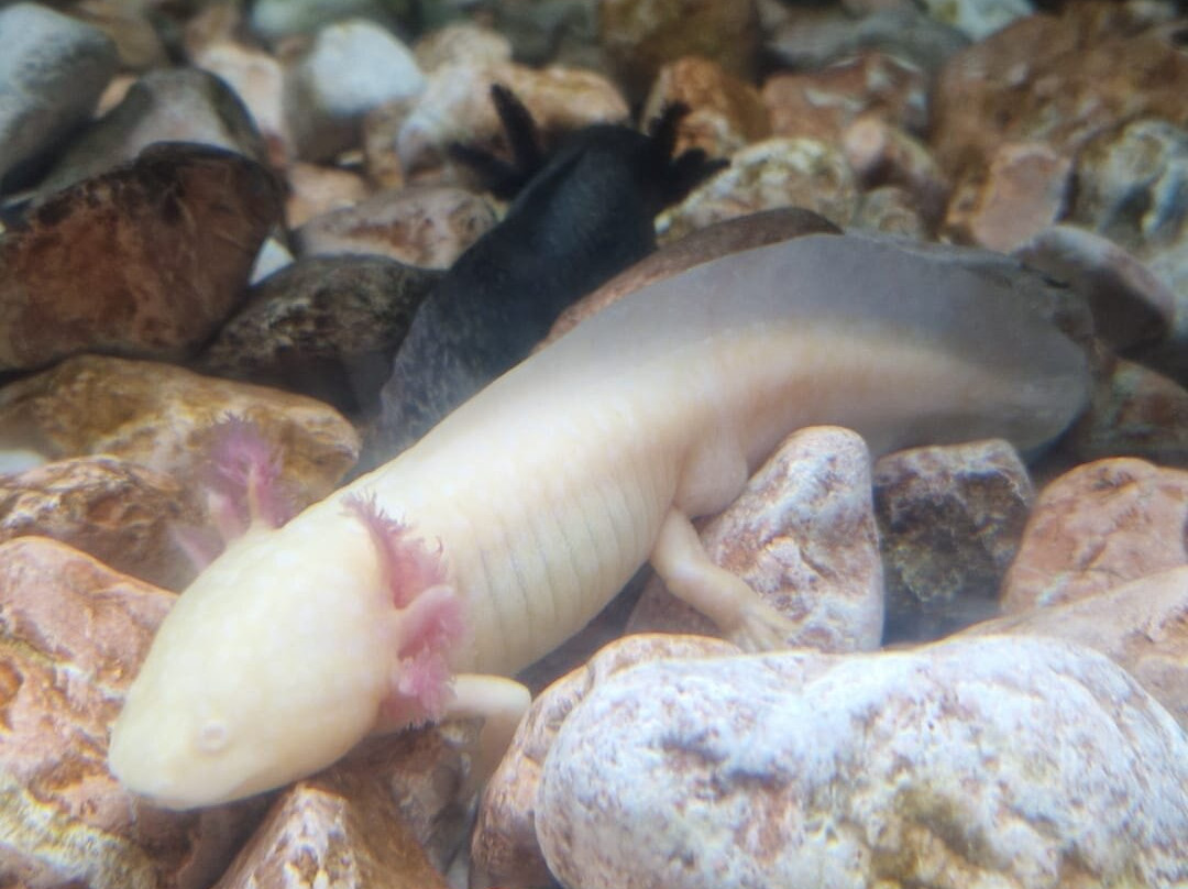 Lanzarote Aquarium-科斯塔特吉塞必去景点