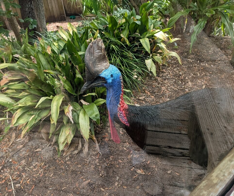 St. Augustine Alligator Farm Zoological Park-圣奥古斯丁必去景点