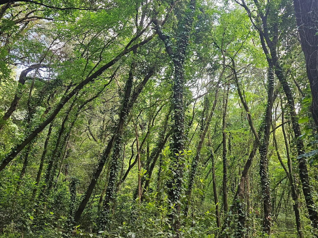 La Ghiandaia - Oasi WWF Bosco di San Silvestro-San Leucio必去景点