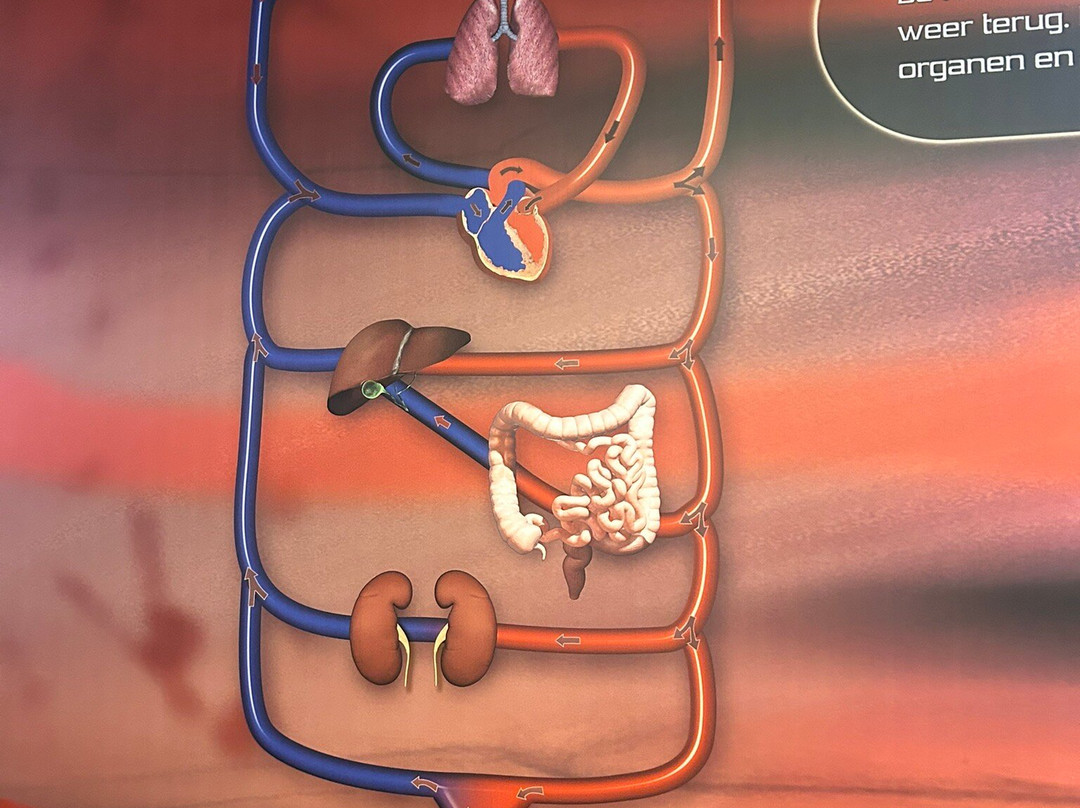 CORPUS 'journey through the human body'-乌赫斯特海斯特必去景点