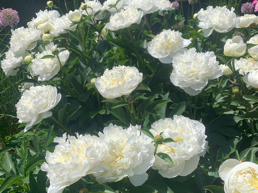 Riverhill Himalayan Gardens-Sevenoaks必去景点