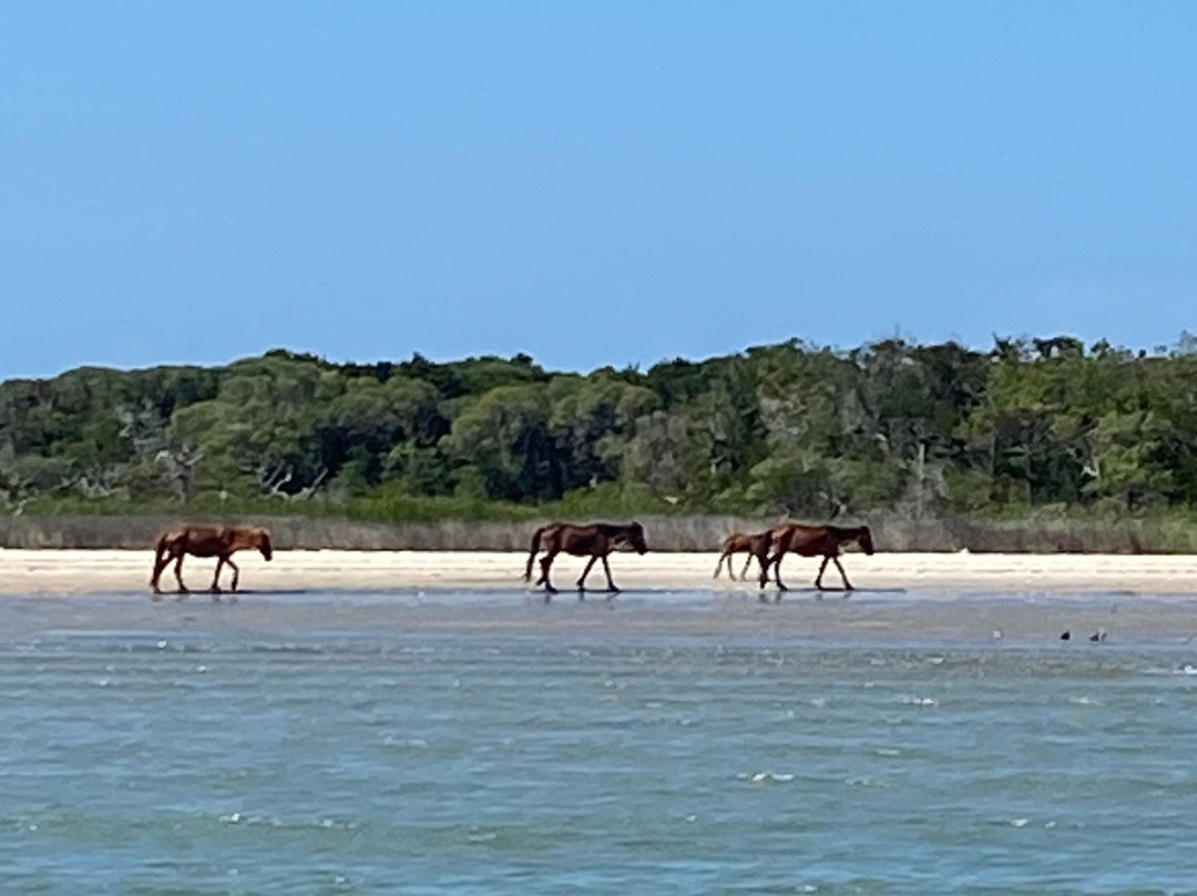 Crystal Coast Ecotours-莫尔黑德城必去景点