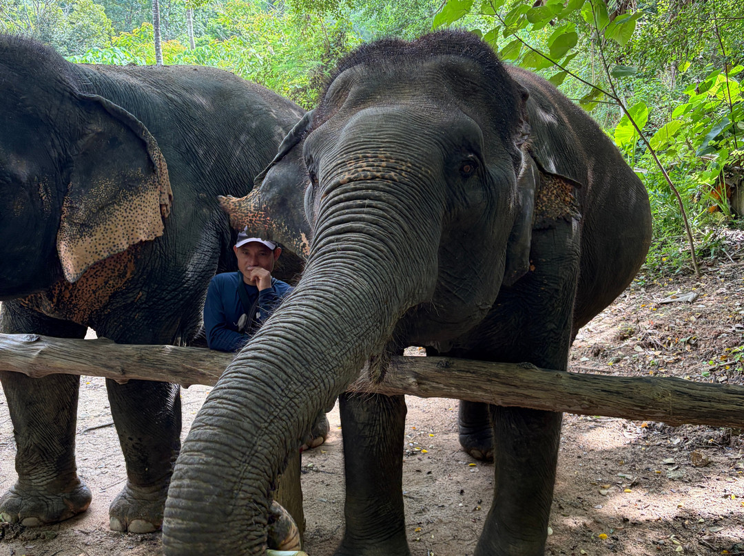 Hidden Forest Elephant Reserve-查龙必去景点