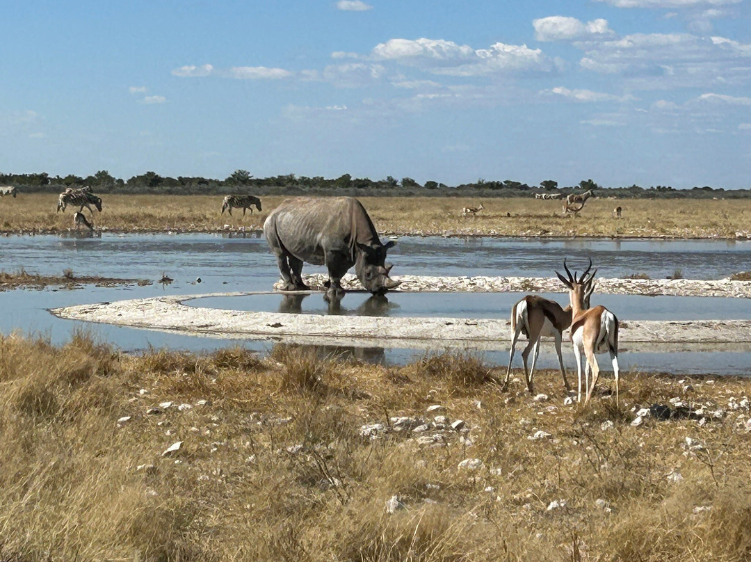 Born in Etosha Self-Drive Private Tours