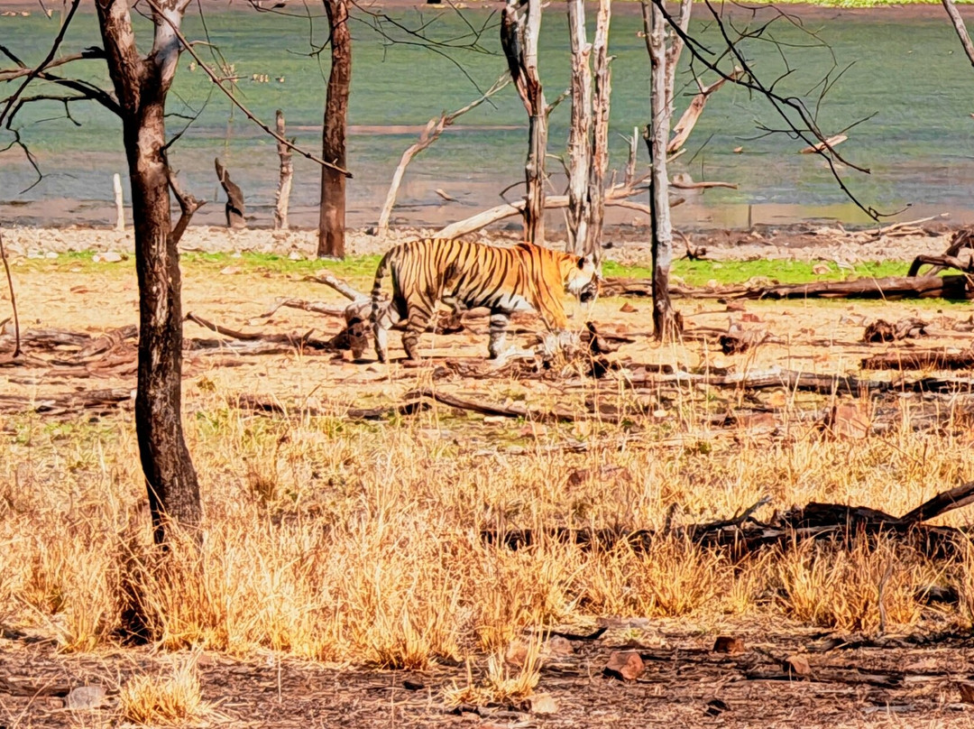 Ranthambore National Park-Ranthambore National Park必去景点