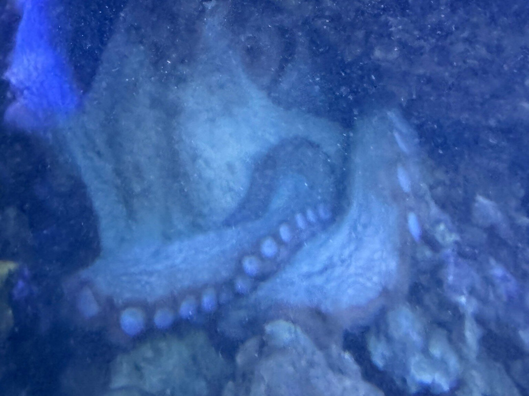 Aquarium Pula-普拉必去景点