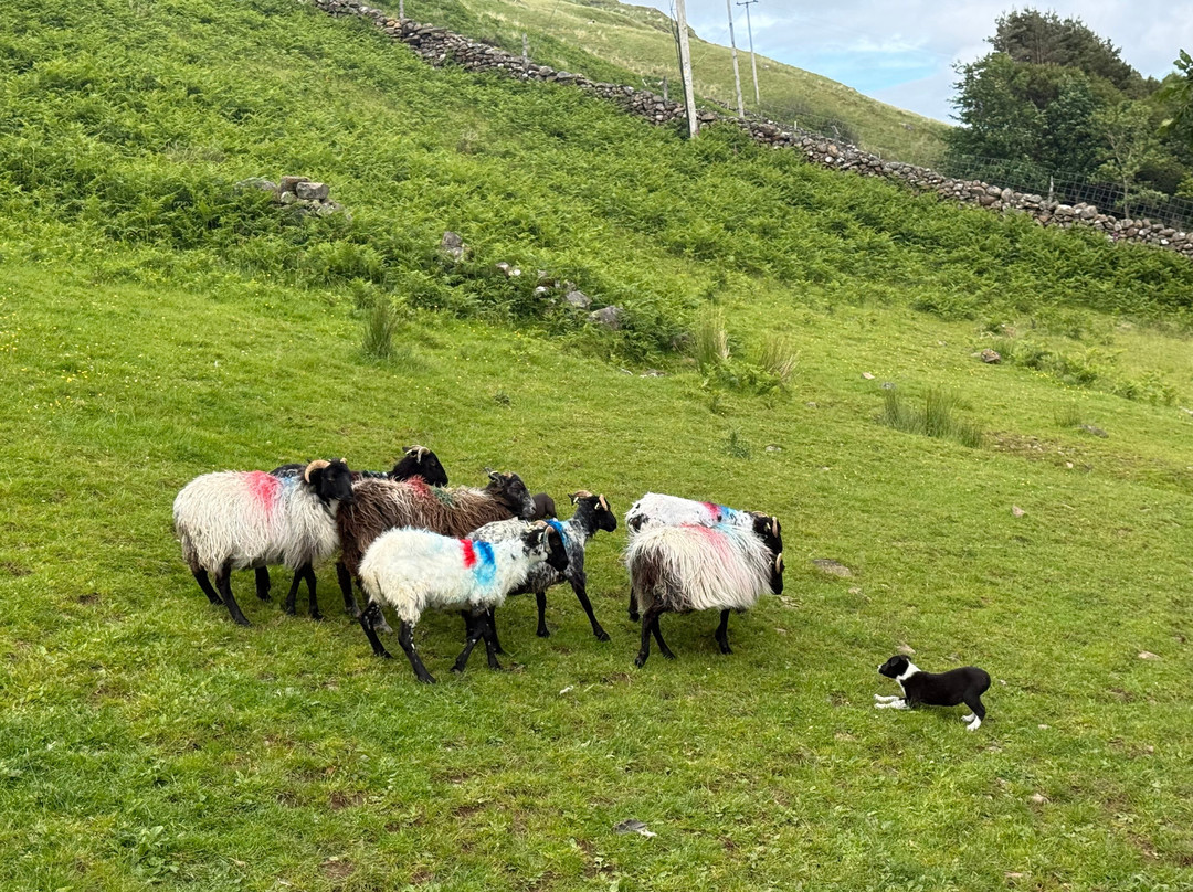 Joyce Country Sheepdogs-Shanafaraghaun必去景点
