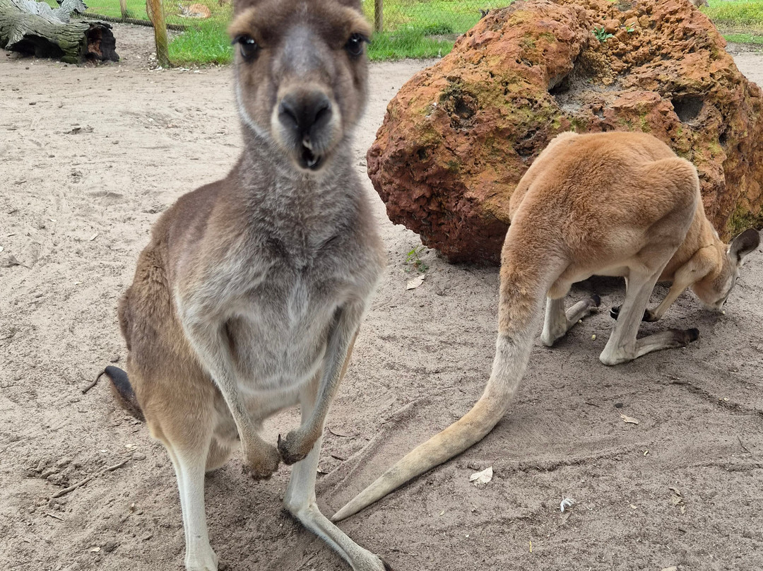 Caversham Wildlife Park-怀特曼 必去景点