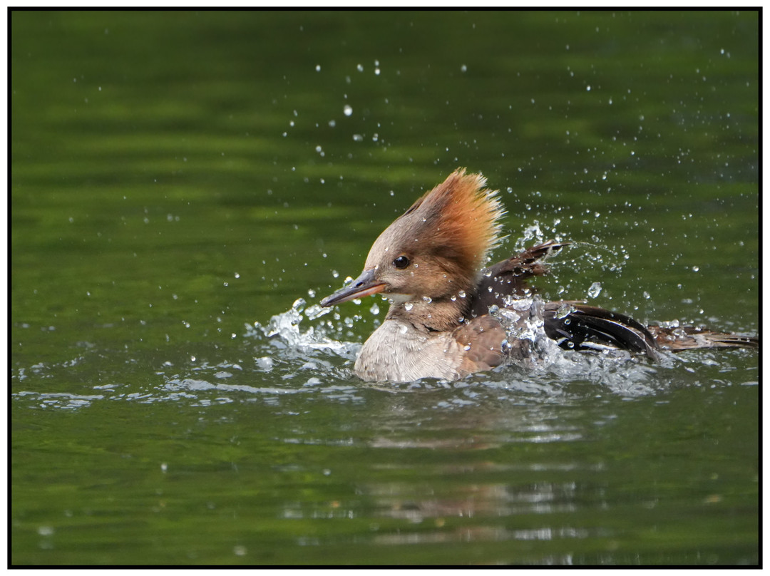 WWT Slimbridge Wetland Centre-Slimbridge必去景点