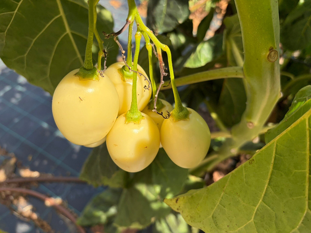 Orchard Of Flavours Botanical Garden-Luz de Tavira必去景点
