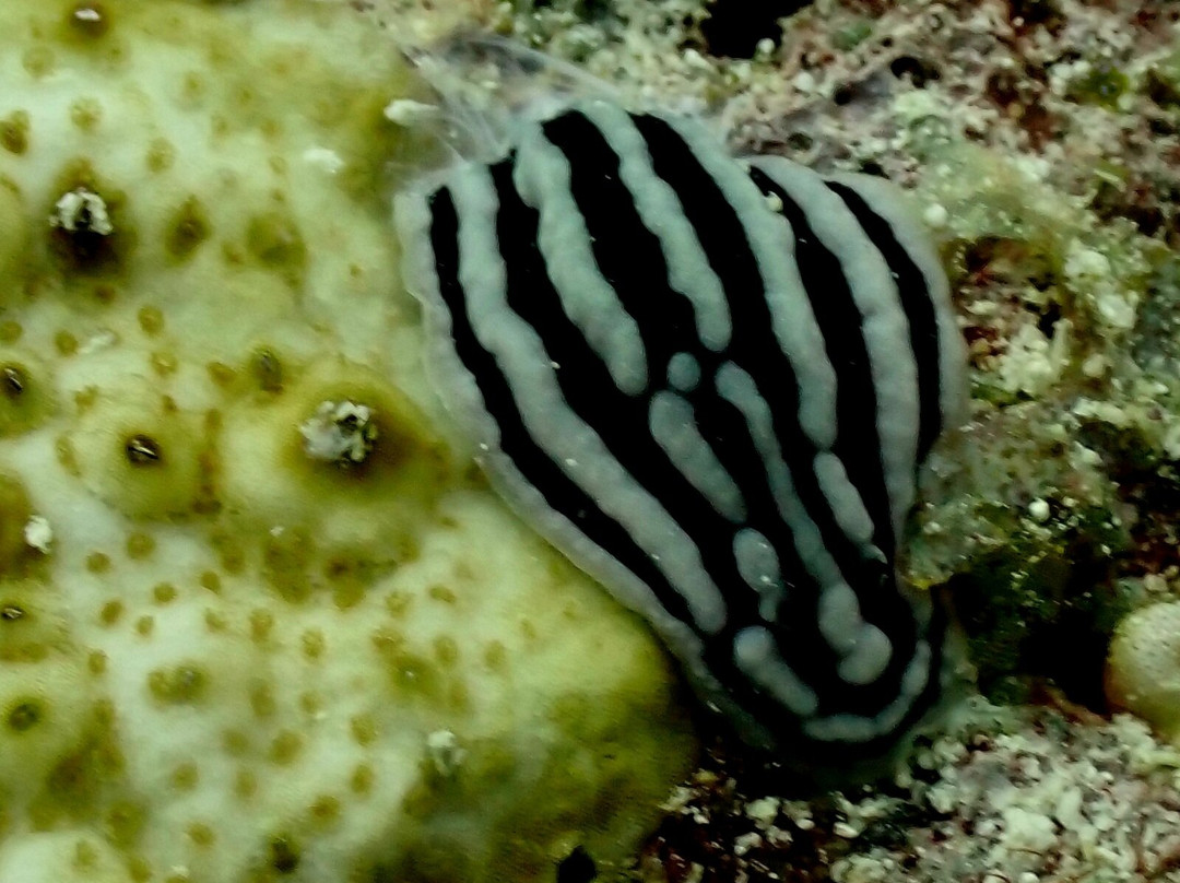 Acqua Adventures Rasdhoo-拉斯胡必去景点