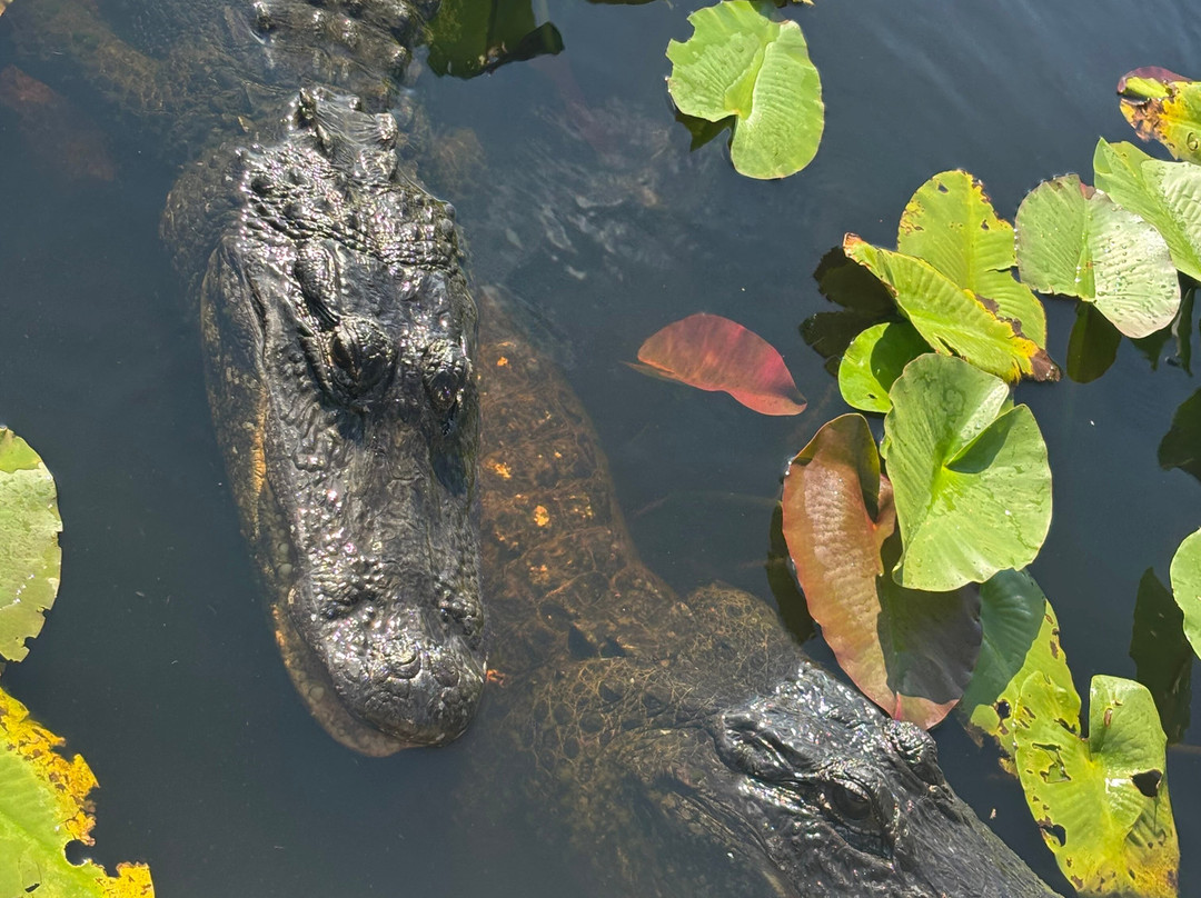 Everglades Swamp Tours-Everglades Wildlife Management Area必去景点