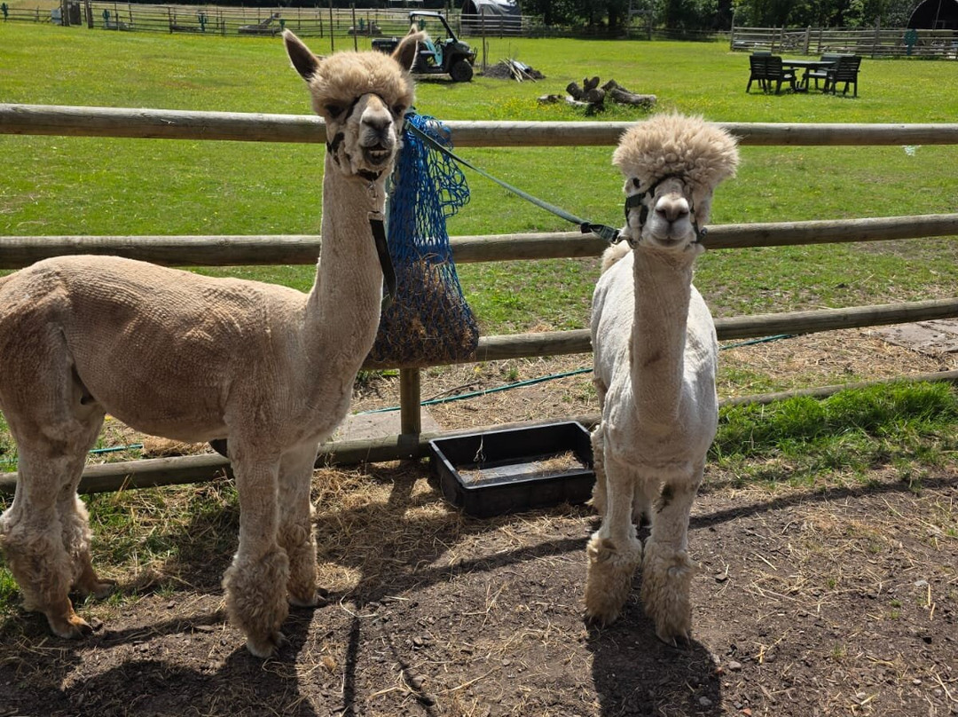 Woodlands Alpaca Farm-沃灵顿必去景点