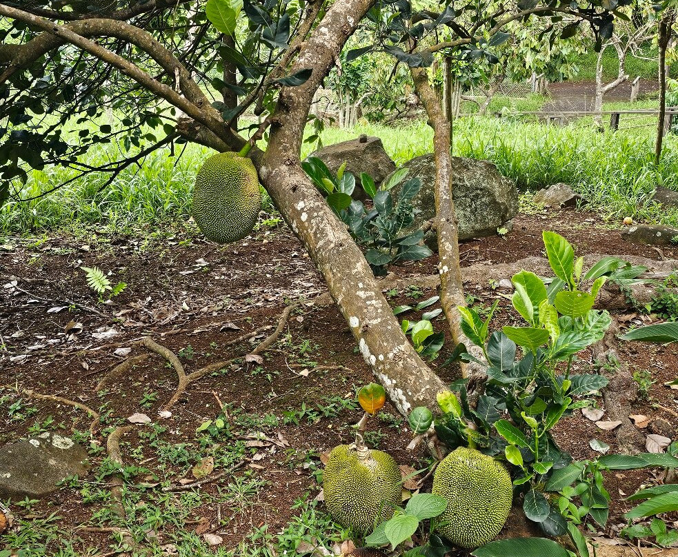 Laura's Herb & Spice Garden-St. George's必去景点