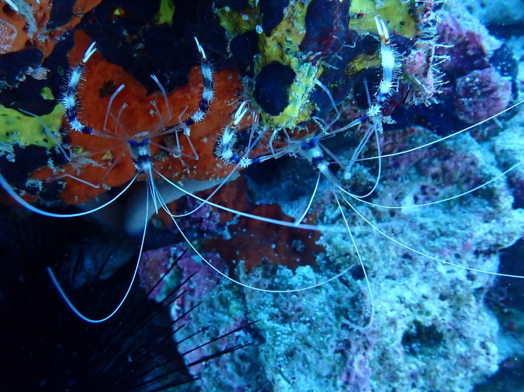 Pemba Dive Center-Makangale必去景点