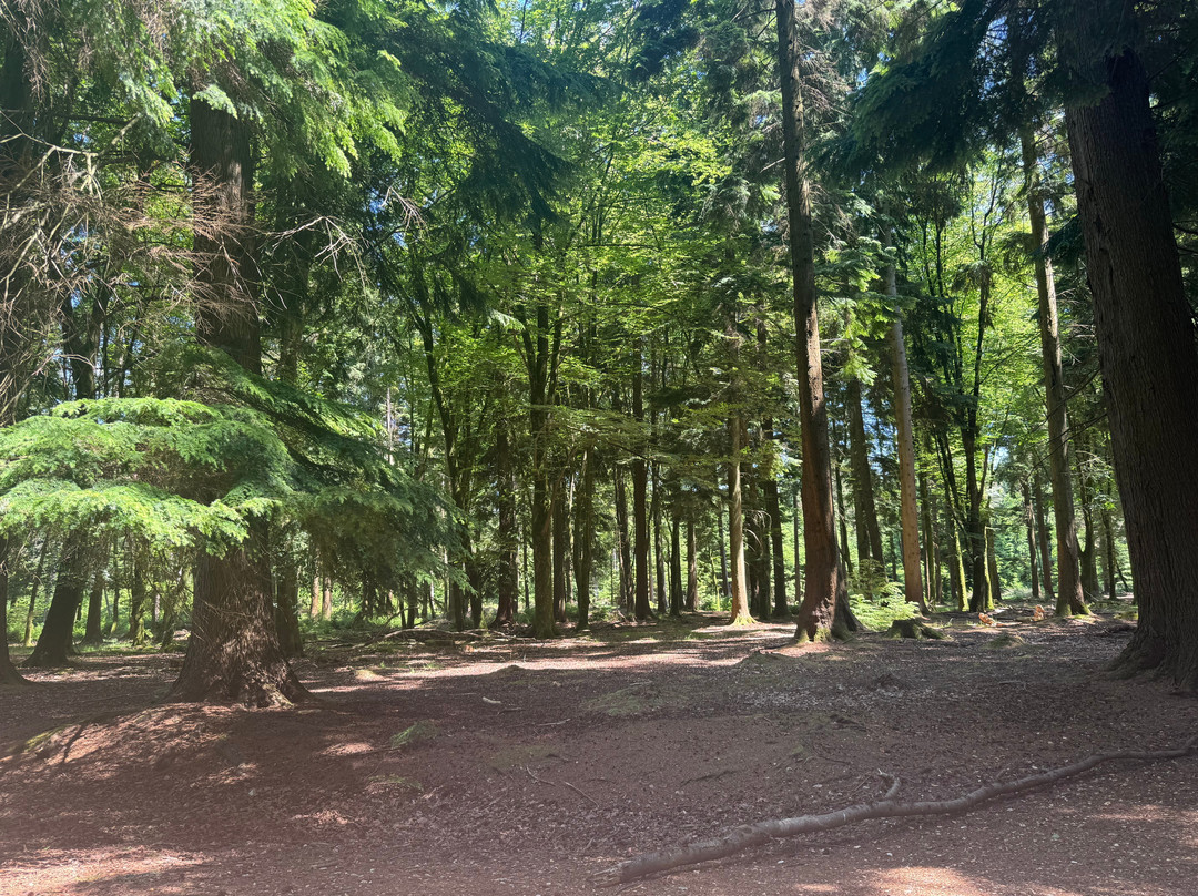 Blackwater: Tall Trees Trail