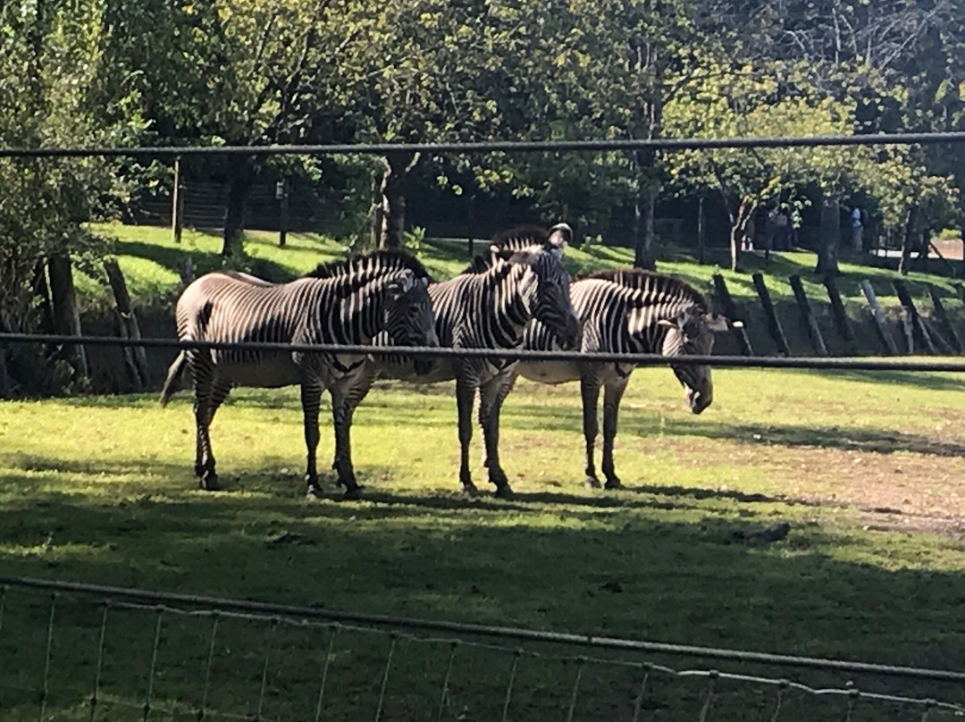 Marwell Zoo-温彻斯特必去景点