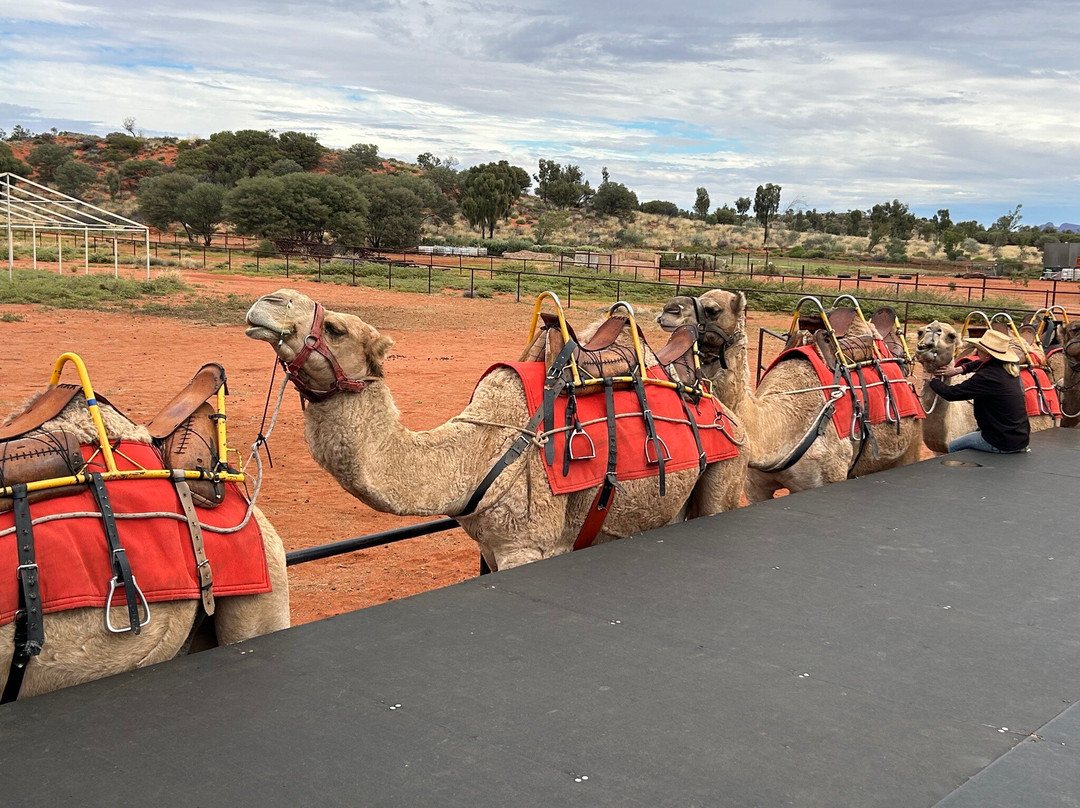 Uluru Camel Tours-尤拉拉必去景点