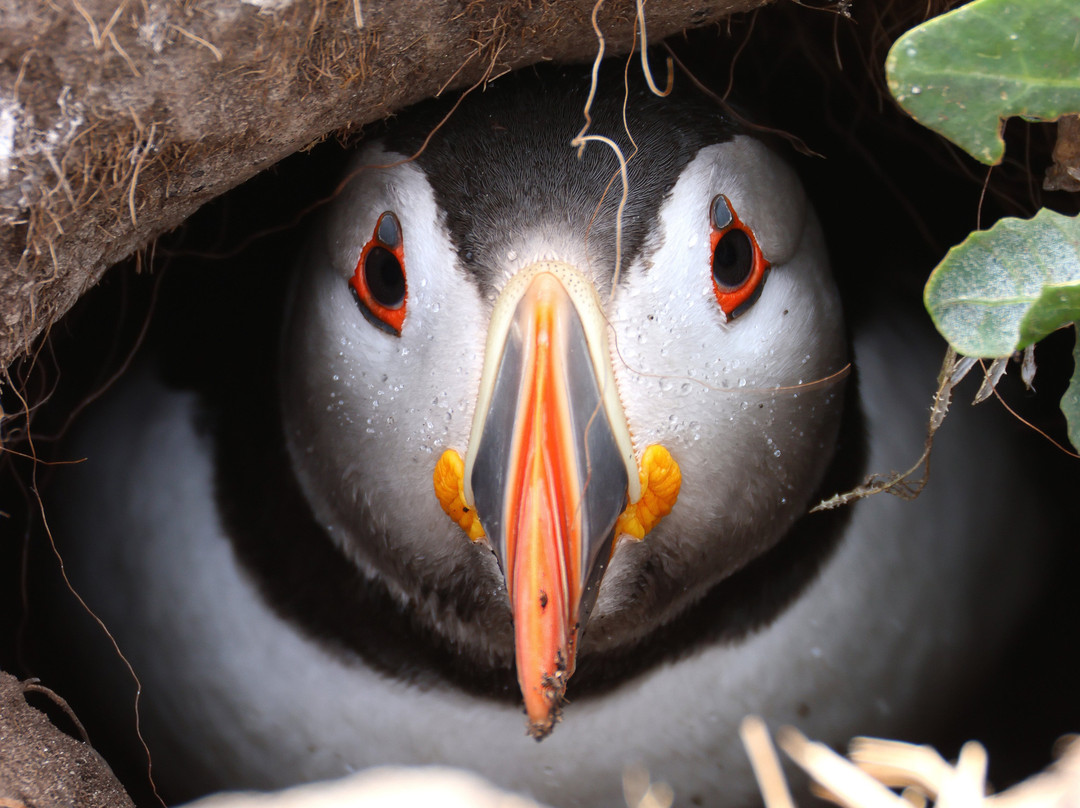 Serenity Farne Island Boat Tours-Seahouses必去景点