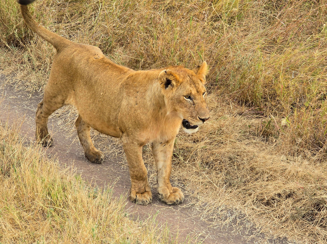 Taswira Africa Safaris-阿鲁沙必去景点