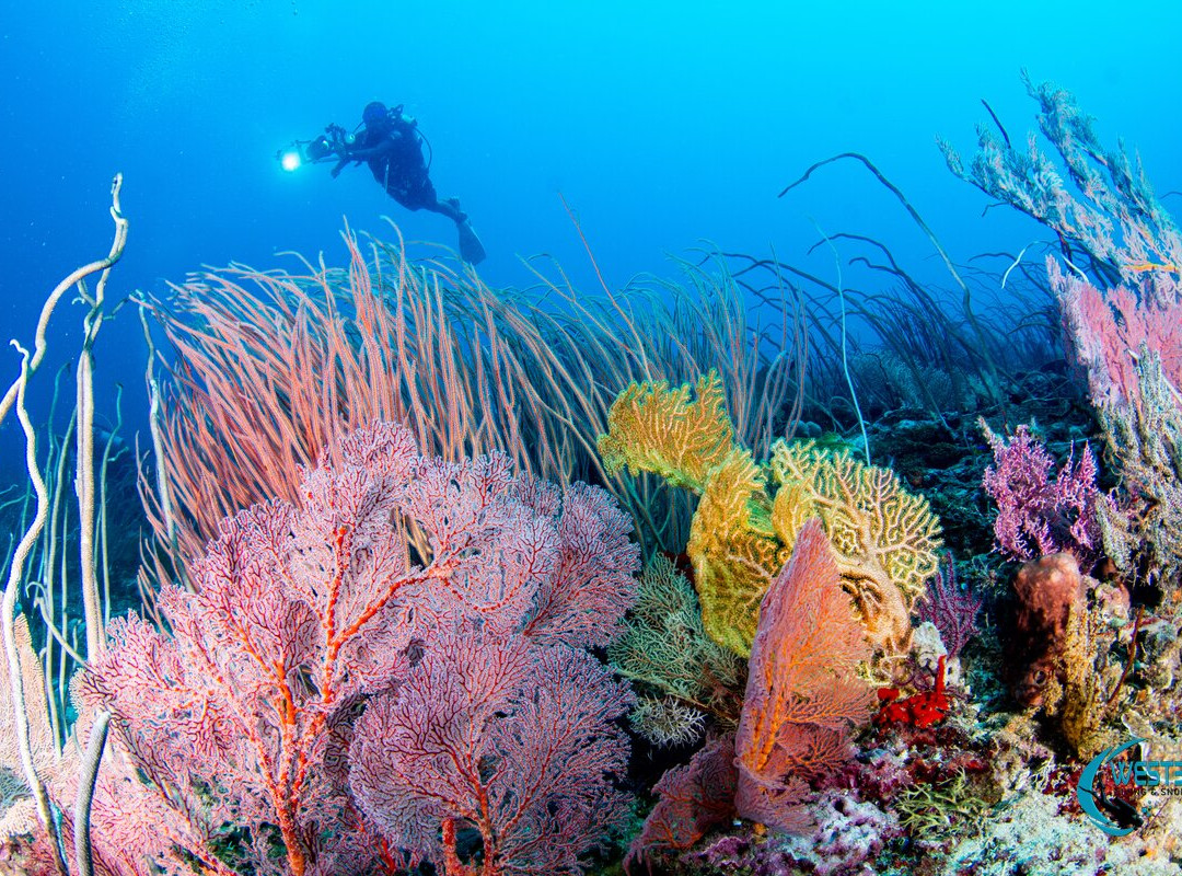 West Bali Diving And Snorkeling-Sumberkima必去景点
