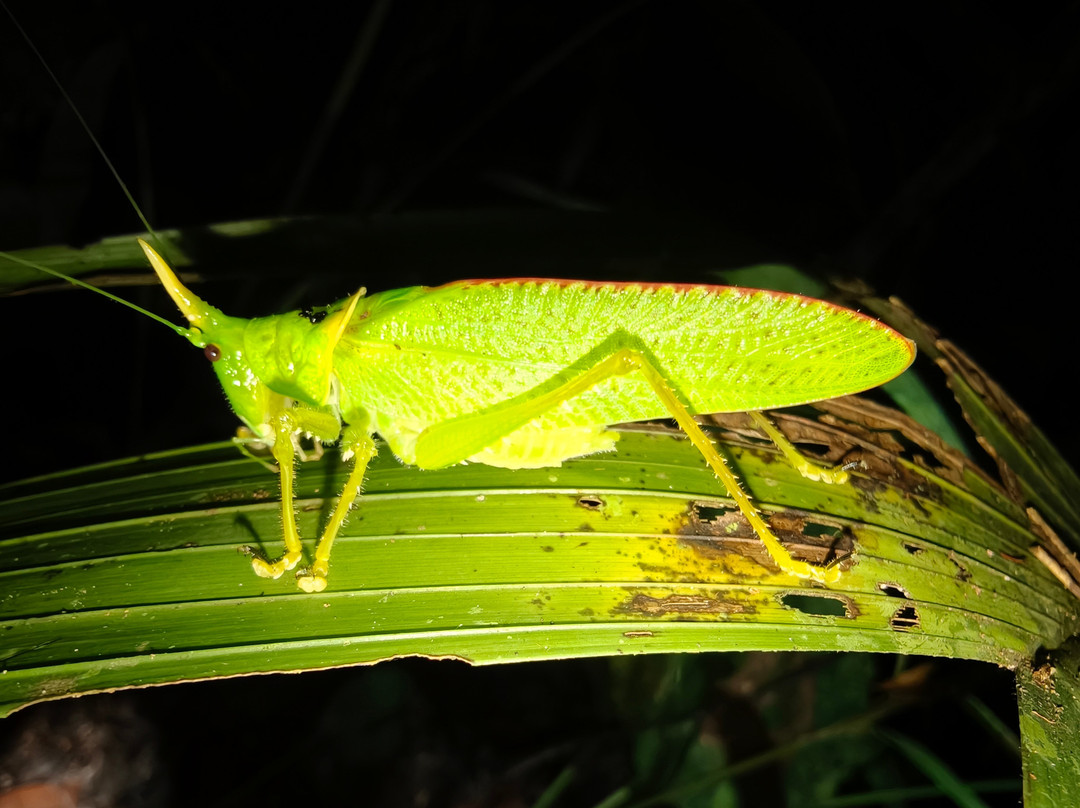Manzanillo Night Jungle-Manzanillo必去景点
