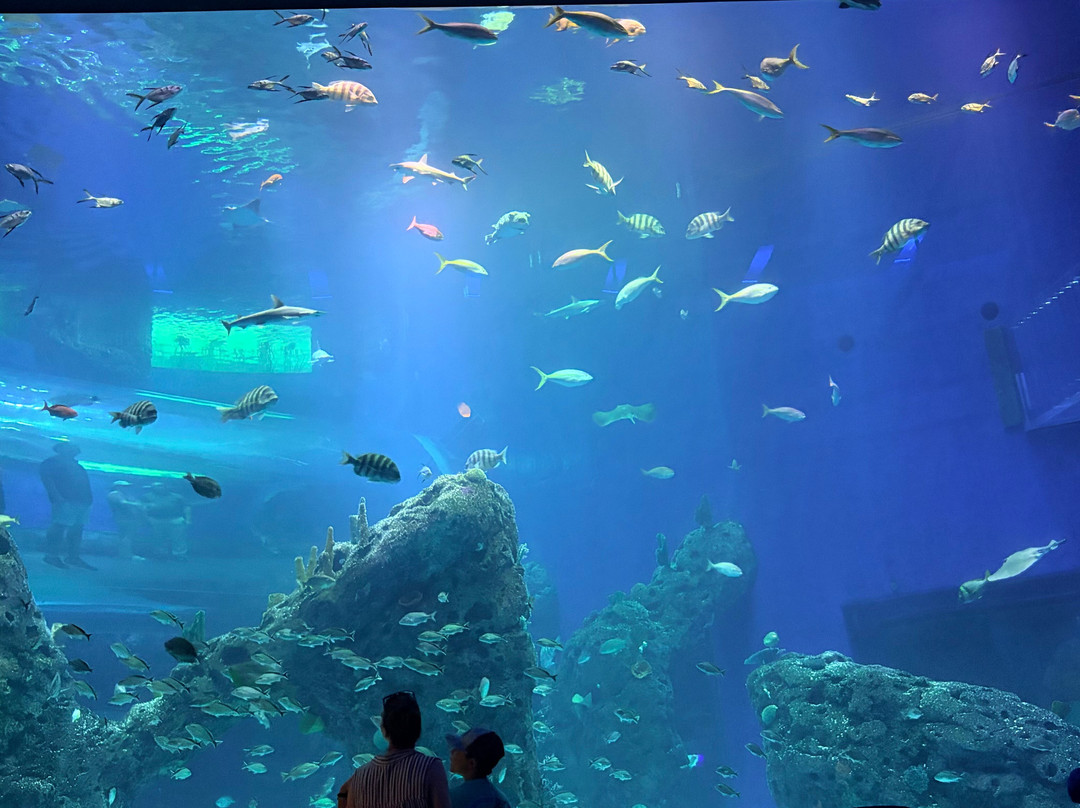 Mississippi Aquarium-格尔夫波特必去景点