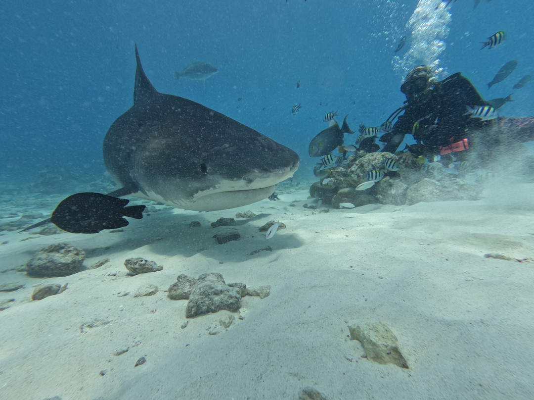 Scuba Butler Fuvahmulah-Fuvahmulah必去景点