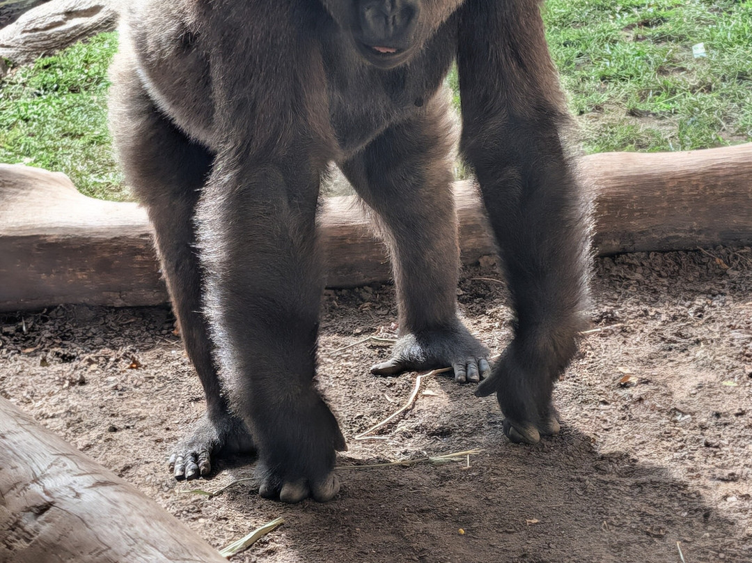 Bioparc Fuengirola-福恩吉罗拉必去景点