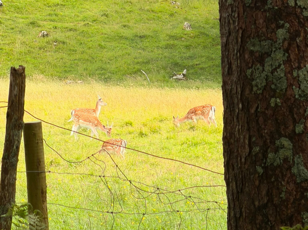 Wild Mull Tours-Pennyghael必去景点