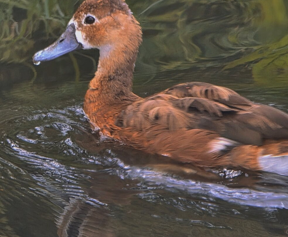 WWT Washington Wetland Centre-Washington必去景点