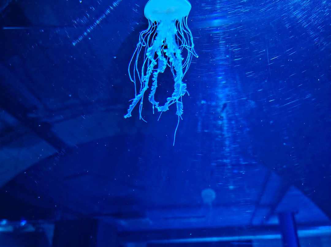 Aquarium Pula-普拉必去景点