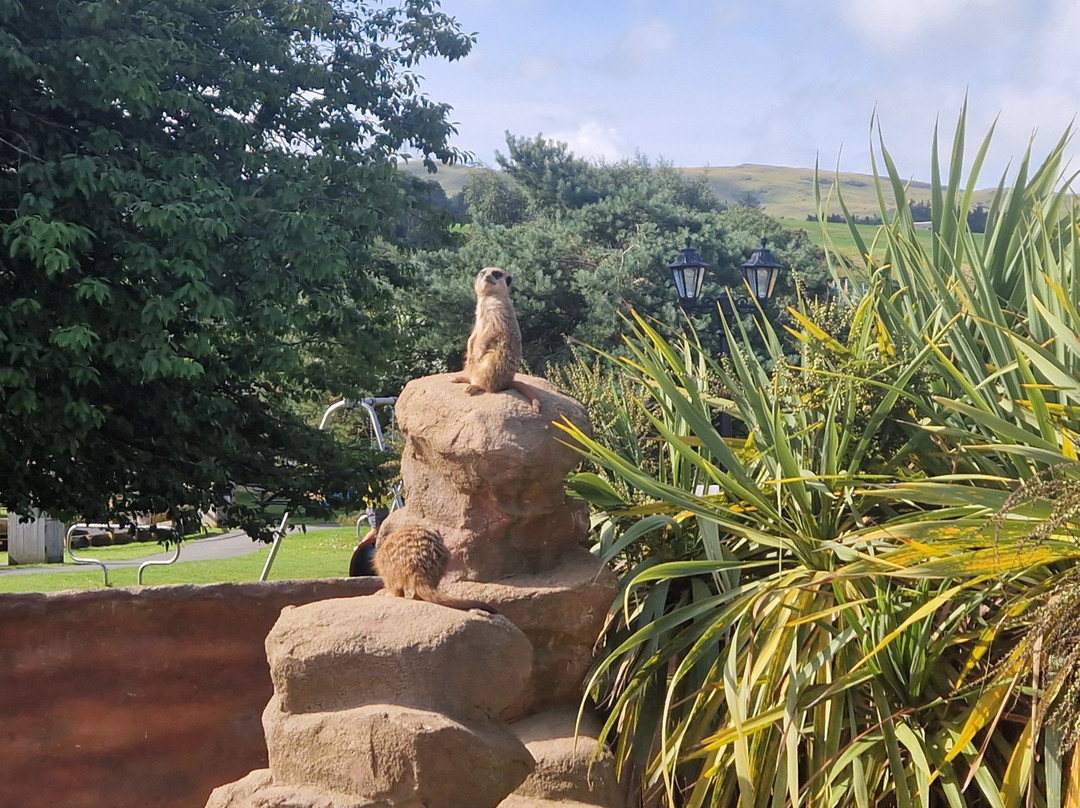 Heads of Ayr Farm Park-艾尔必去景点