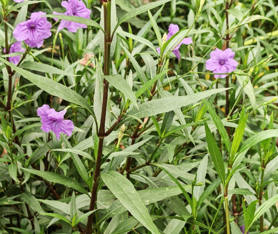 Manor Heath and Jungle Experience-哈里法克斯必去景点