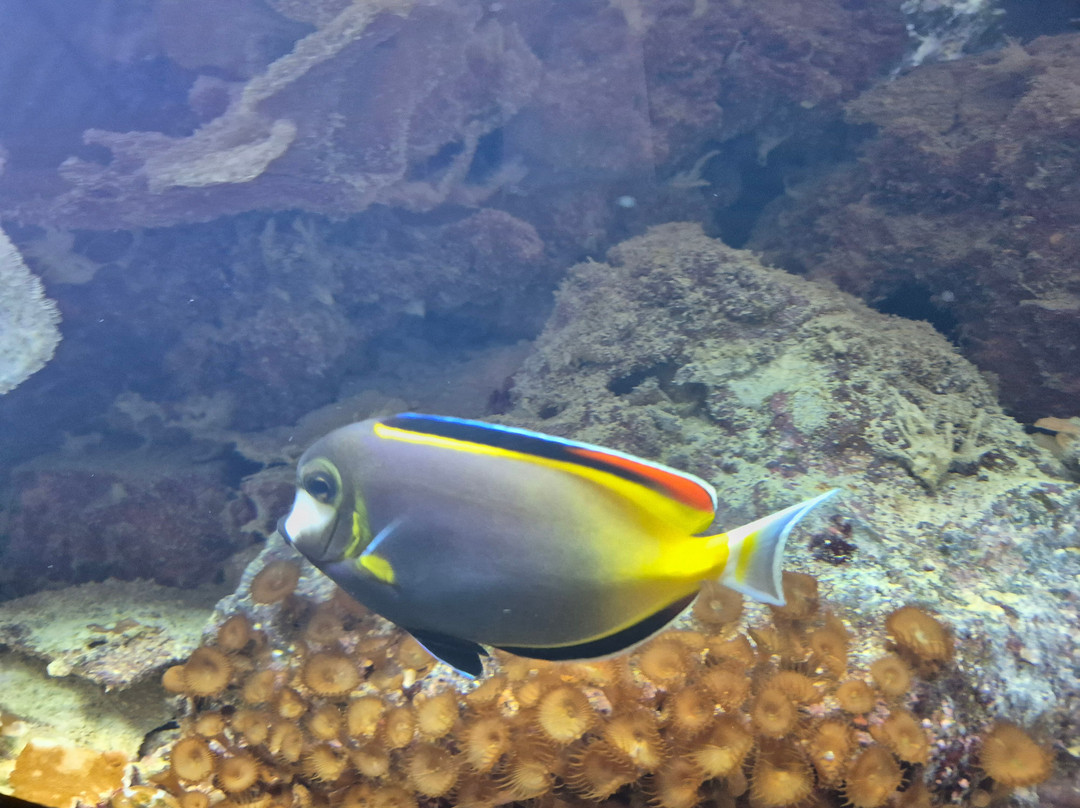 Aquarium de Lyon-La Mulatiere必去景点