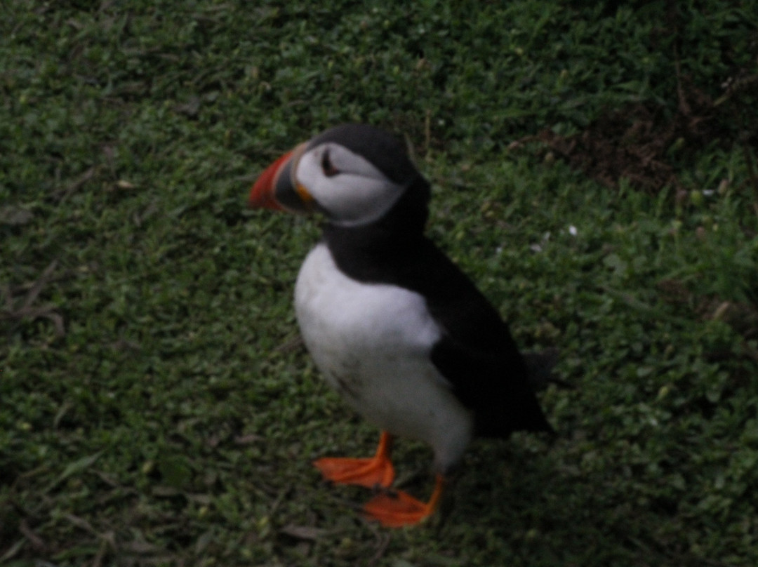 Pembrokeshire Islands Boat Trips-Marloes必去景点
